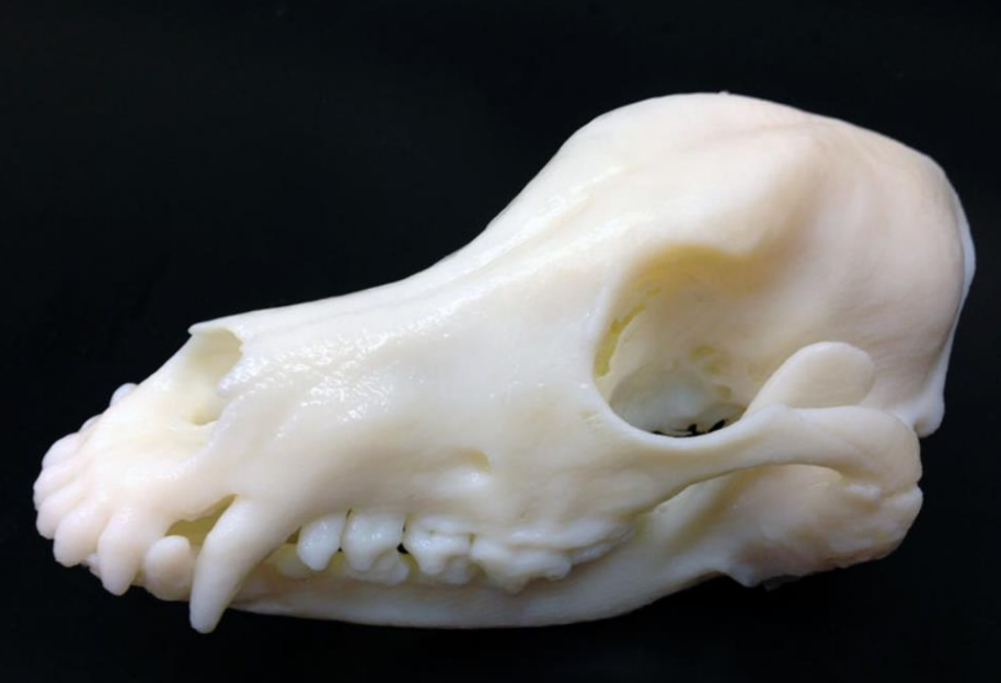 skull