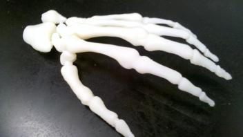 Hand Bones