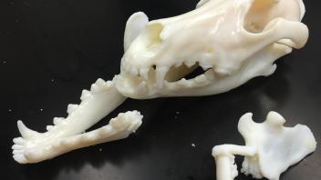 Polyjet Dog Skull
