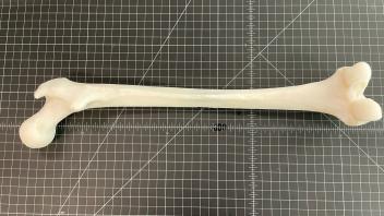 Human Femur
