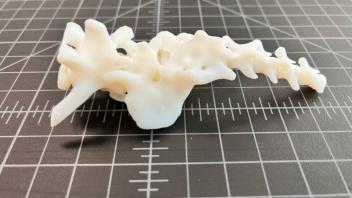 Animal Spine