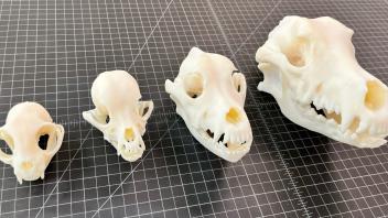 Animal Skulls