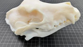 Dog Skull Print