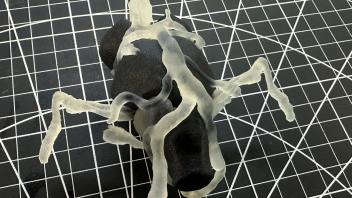 Anatomical Model