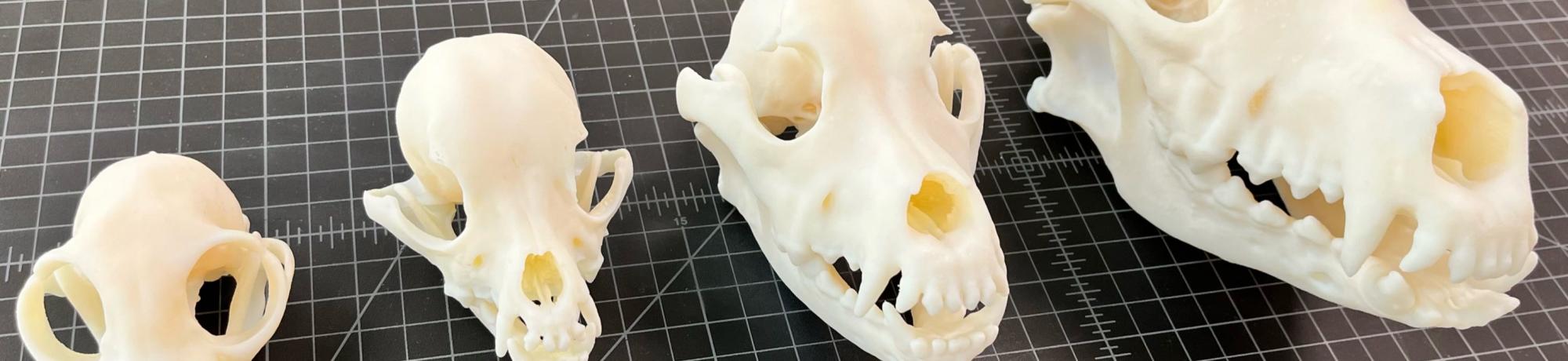 Animal Skulls